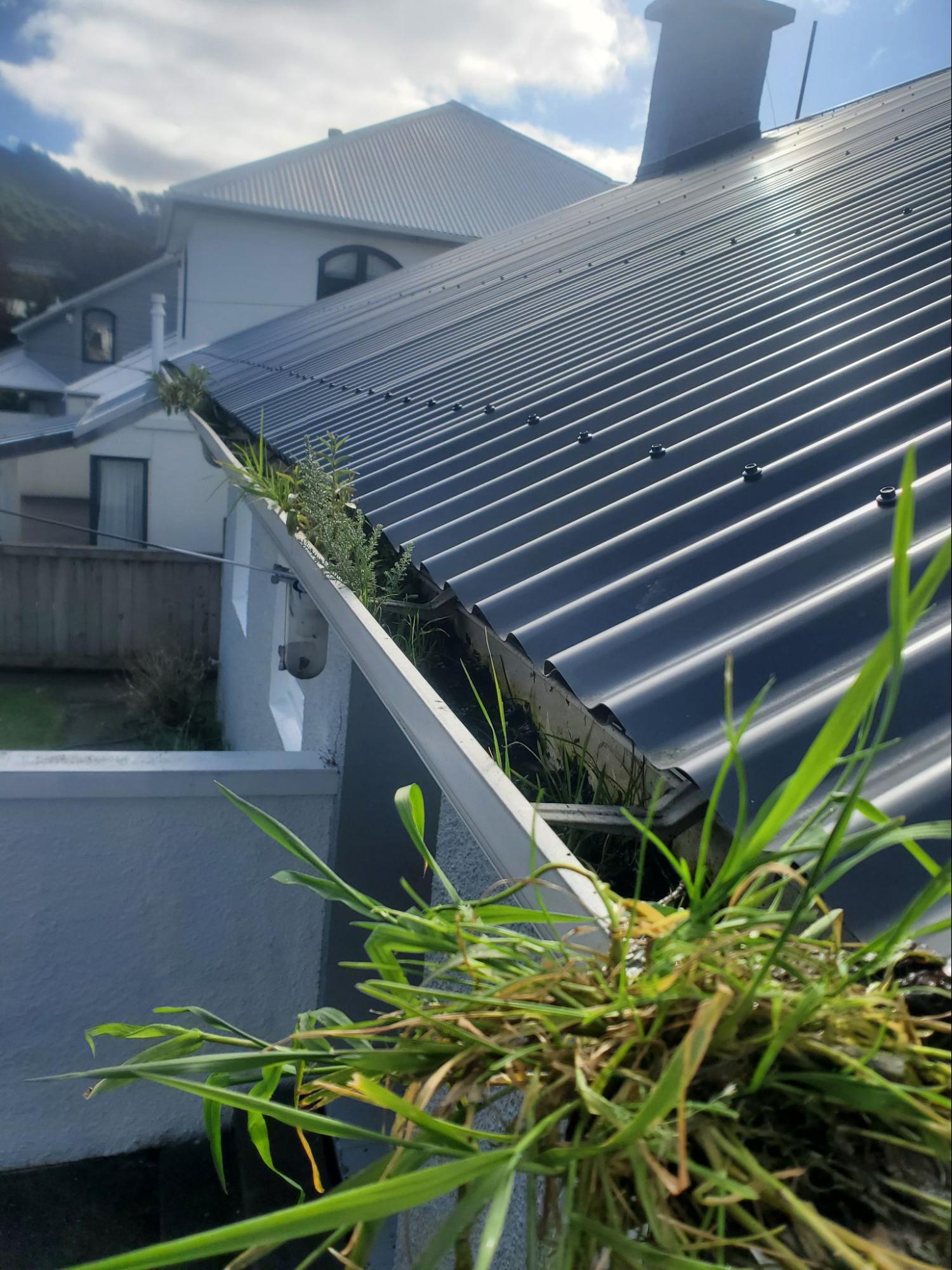 Roof gutter filled with plants before cleaning