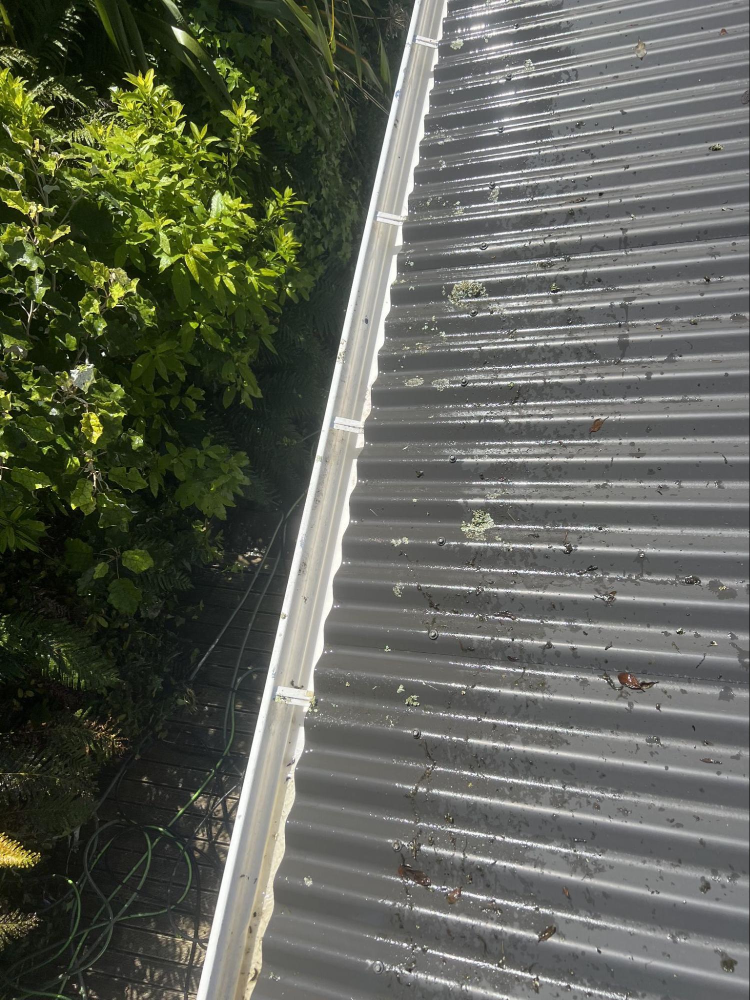 Roof gutter clean after moss removal