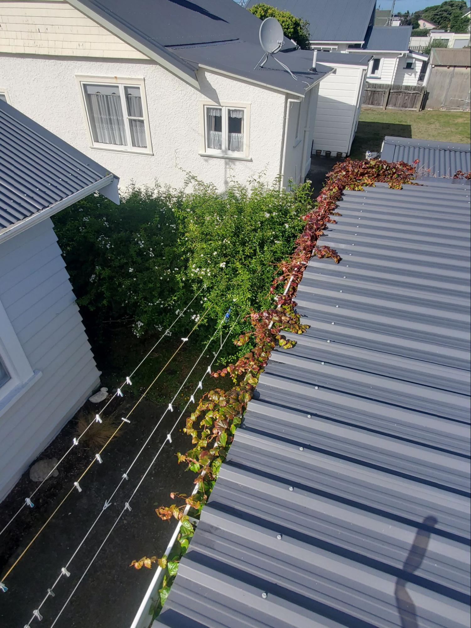 Roof gutter with leaves before cleaning